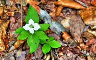 Wild-Flower2 Wild-Flower2