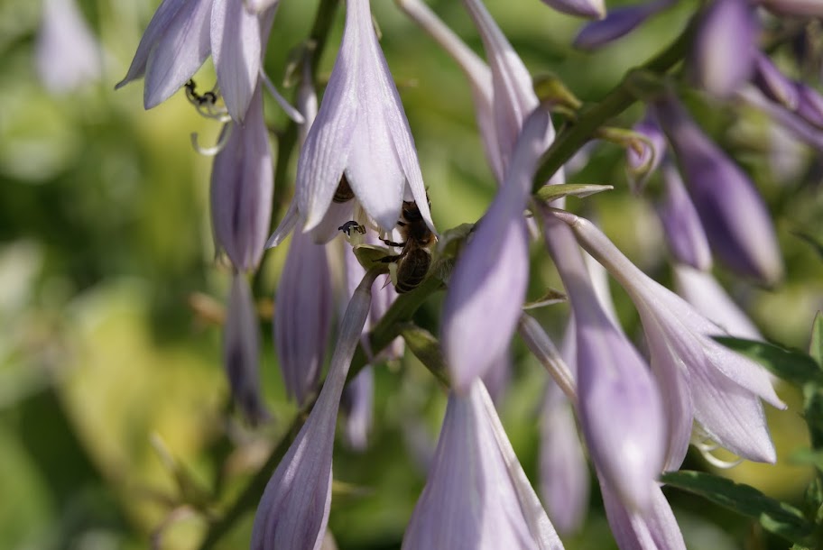 bee on a flower
