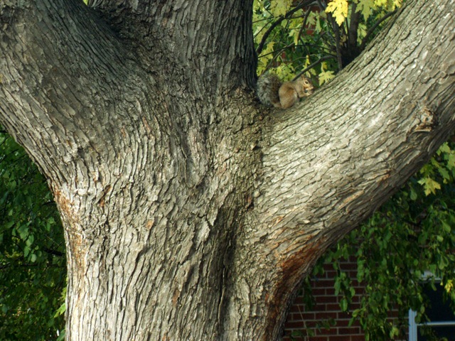 [squirrel[3].jpg]