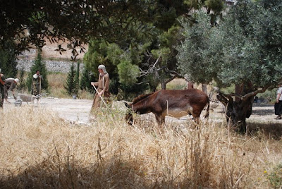 Nazareth Village - Threshing Floor