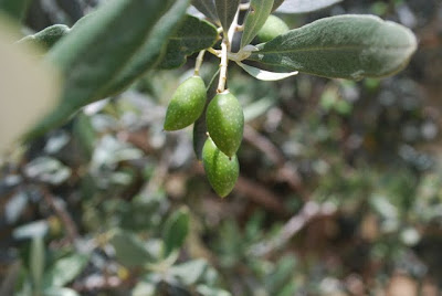 Nazareth Village - Olives