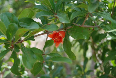 Nazareth Village - Pomegranates 
