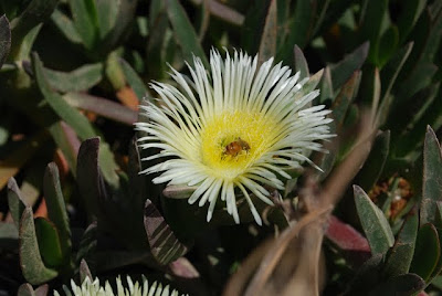 Caesarea - Land of Honey