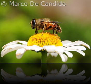 Fiore