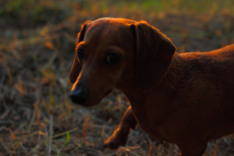 IMAGE: http://lh6.ggpht.com/_hdZasF15SMc/TDUqjK005mI/AAAAAAAAMHI/9WYSbg-l_sU/s800/2010_07_07_1227.JPG