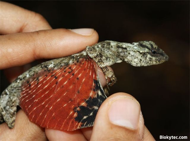 [Dragon de la película Avatar - www.Biokytec.com -zas-2[11].jpg]