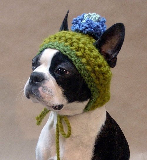[perrito raro[5].jpg]