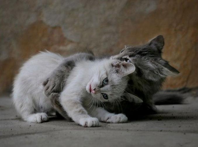 [gatitos -  www.biokytec.com[5].jpg]