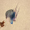 Portuguese Man of War