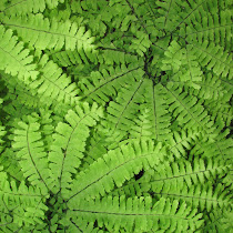 Missouri Plants