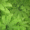 Maidenhair Fern