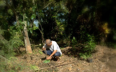 ต้นเบาแบ๊บ