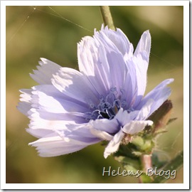 Blomma