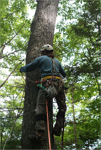 this is Rick Climbing the nest tree