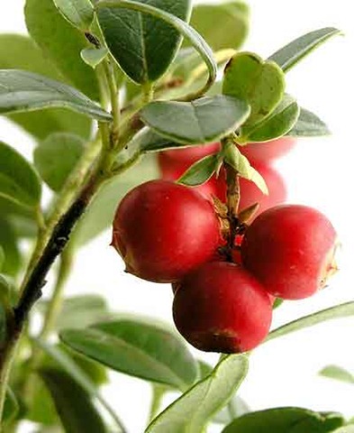 [cranberry[5].jpg]