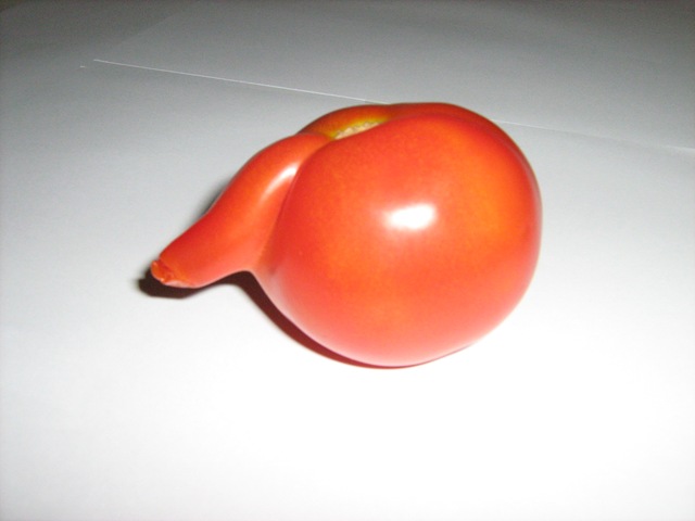 [2009-10-17 Tomate macho 1[4].jpg]