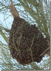 half swarm 2-23-2010 9-53-09 AM 3616x2712