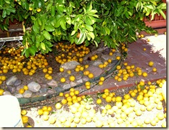 Got lemons 4-15-2009 10-33-34 AM 2200x1689