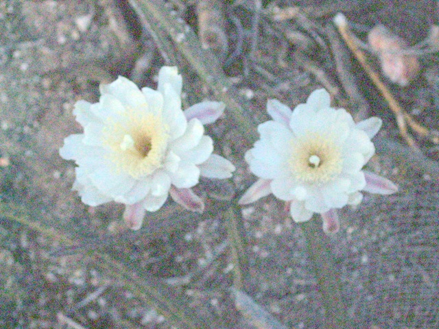 [nightblooms530200950207PM2304x17285.jpg]