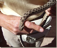 Hognosed snake 10-9-2009 3-24-50 AM 2304x1728