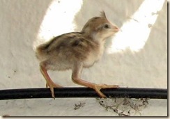 Baby Quail 5-16-2008 9-58-26 AM 514x357