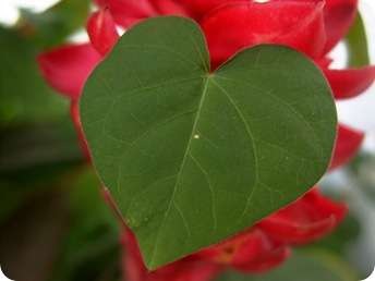 [plantashierbascorazon[3].jpg]