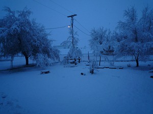 Snow, Feb.2011 012