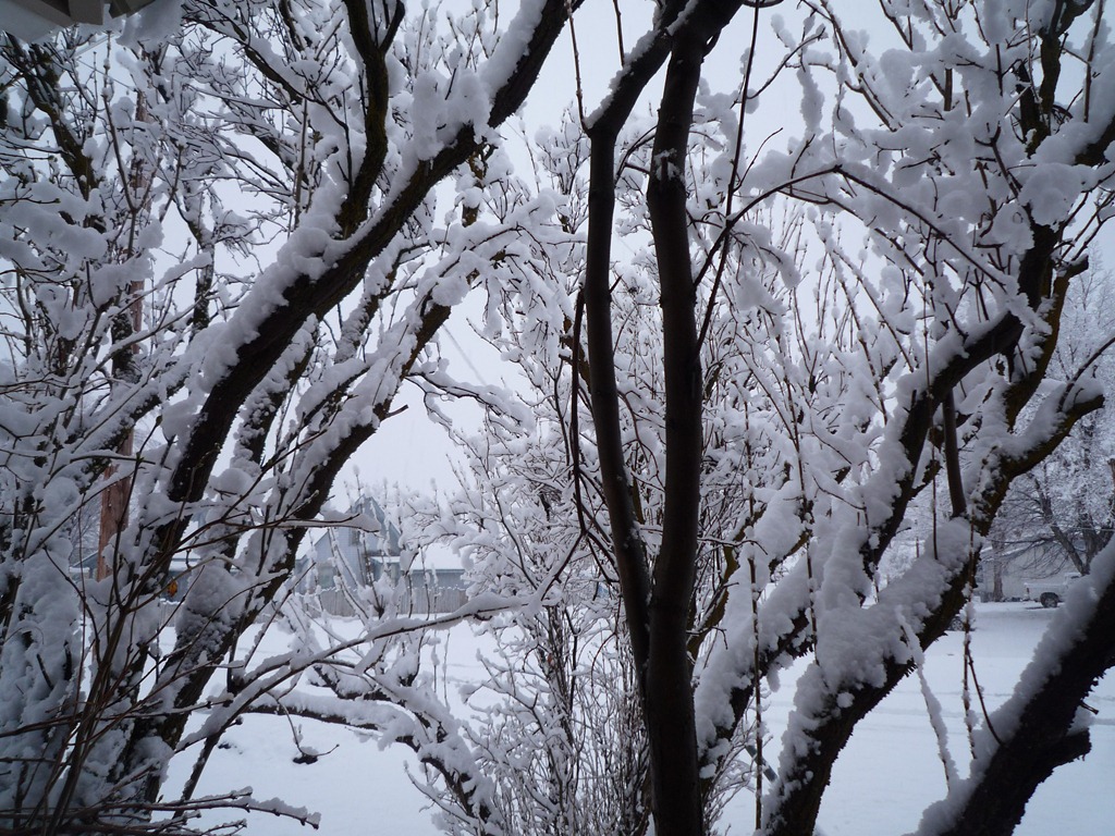 [Snow, Feb.2011 025[5].jpg]