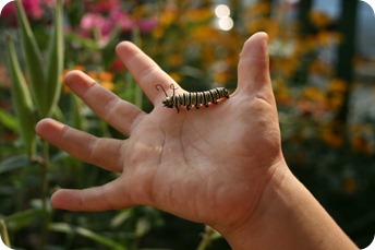 cate on hand