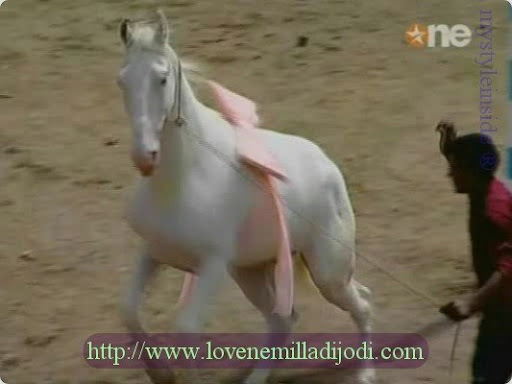 white horse love ne milla di wallpaper pics lnmdj