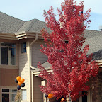 Pumpkin Patch 2.jpg