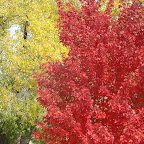 Fall Colors 2.jpg