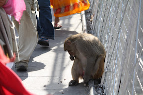 Monkey, Rishikesh