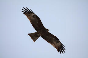 Golden Eagle, Dharamsala, India