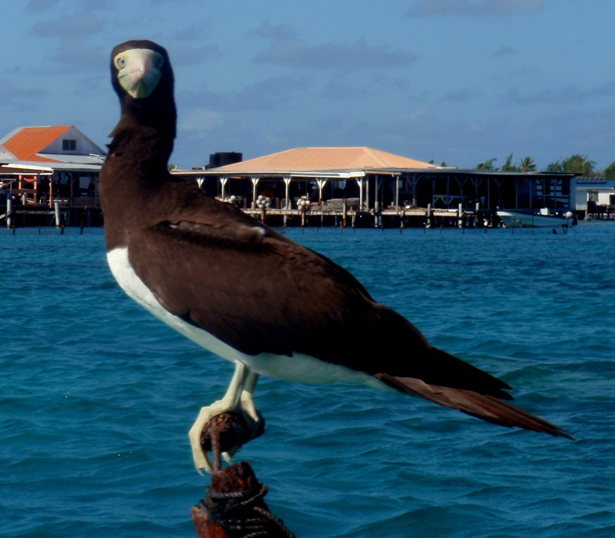 [bird2.jpg]