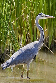 [heron[3].jpg]