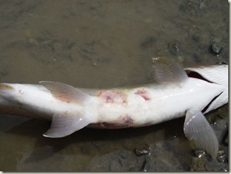  More on the eel versus trout video