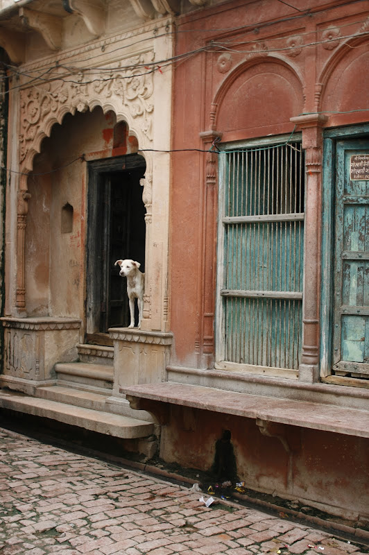 Vrindavan Dog looking out of old house