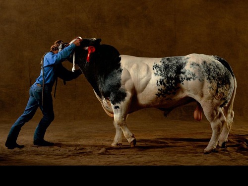 [Feira da Agricultura - assim na Holanda (2)[3].jpg]