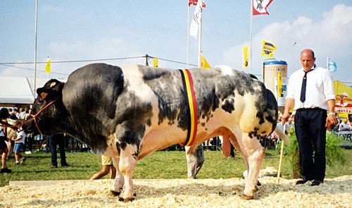[Feira da Agricultura - assim na Holanda (3)[3].jpg]