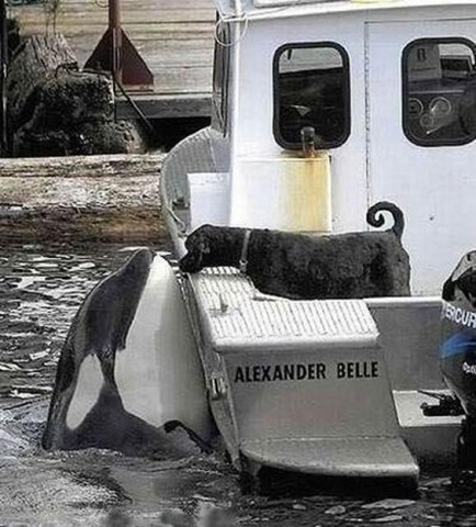 [Foto de Amor entre animais - Ternura e paixao sem igual (40)[2].jpg]