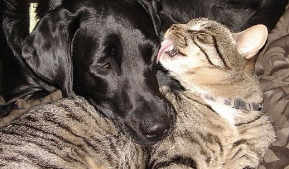 [Foto de Amor entre animais - Ternura e paixao sem igual (6)[2].jpg]