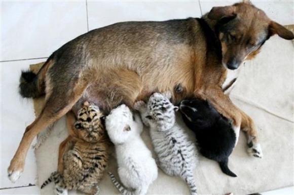 [Foto de Amor entre animais - Ternura e paixao sem igual (11)[2].jpg]