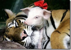 Foto de Amor e solidarie entre animais