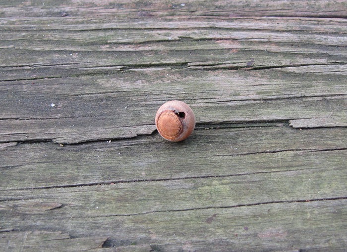 acorn