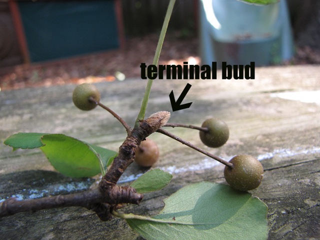 [terminalbudwithtxt4.jpg]
