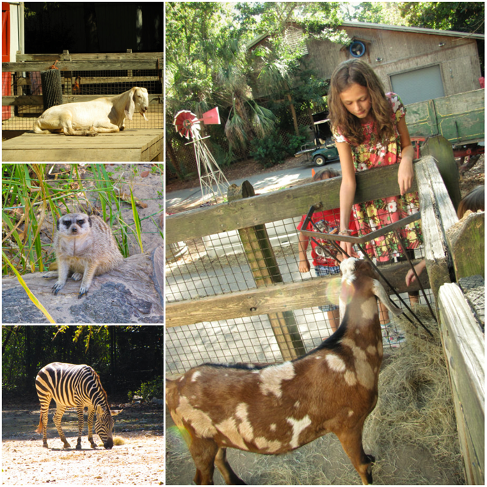 zoocollage4