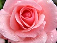 rosa-rosa3 rosa-rosa3