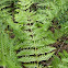 Chain Fern