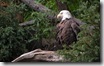 american-bald-eagle-wallpapers_13610_1440x900